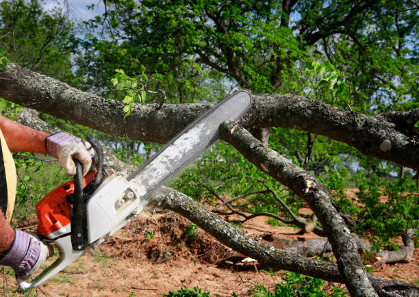 Orland, CA Tree Services Company